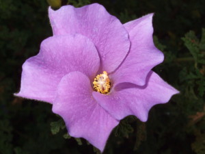 Purple w Pollen