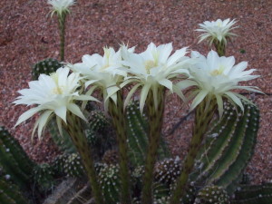 Four Fragrant Cactus Flowers